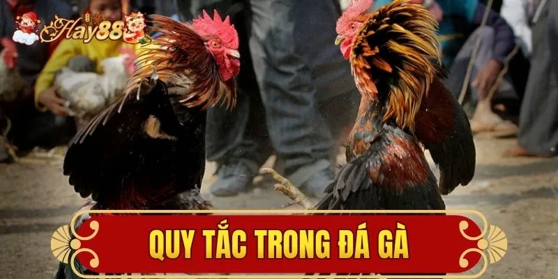 quy tắc trong đá gà